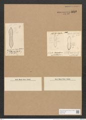 Nitzschia novae-hollandiae Grun. (de-Toni-Nr.: Genus 47, Species 2018) Zeichnungen Sammlung Grunow Nr. 3995 (NHMW-BOT-W0371783)